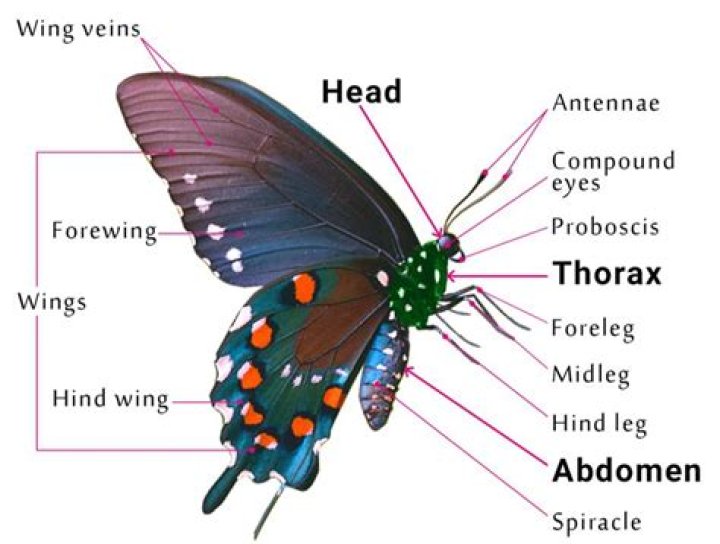 How many legs does a butterfly have?