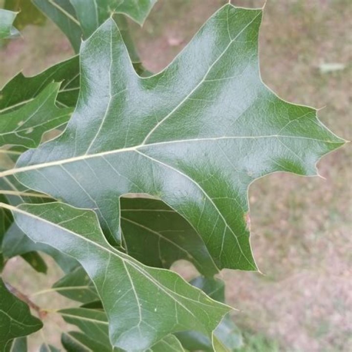 How many lobes does a Black Oak Leaf have?
