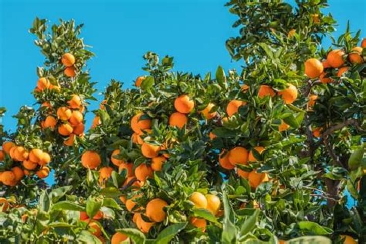 How many oranges can one tree produce?
