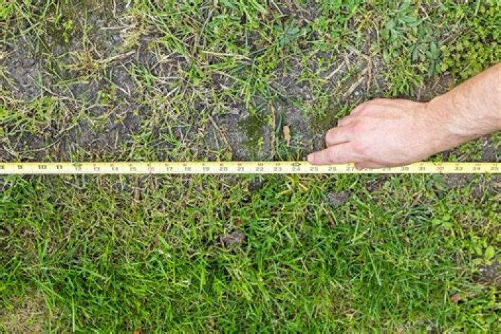 How many seeds are in grass?