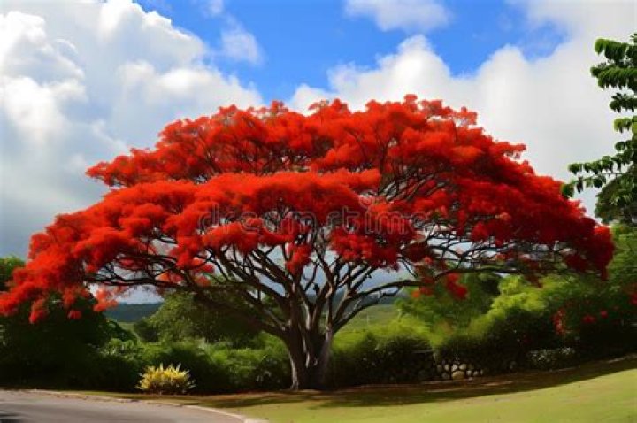 How many species of Flame Trees are there in Australia?