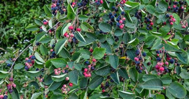 How many species of serviceberry are there in Minnesota?