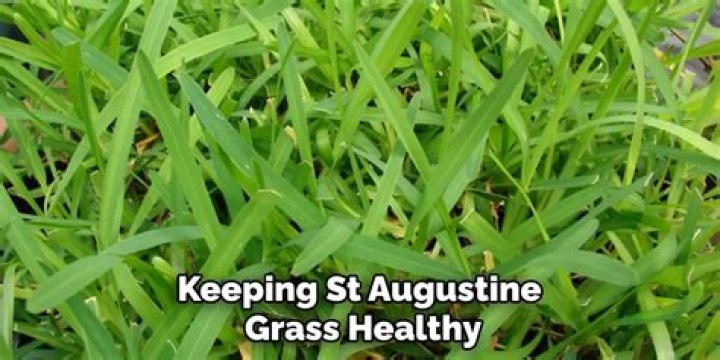 How many times a week should you water St Augustine grass?