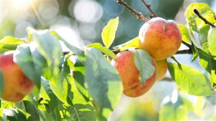 How many times a year does a peach tree produce fruit?