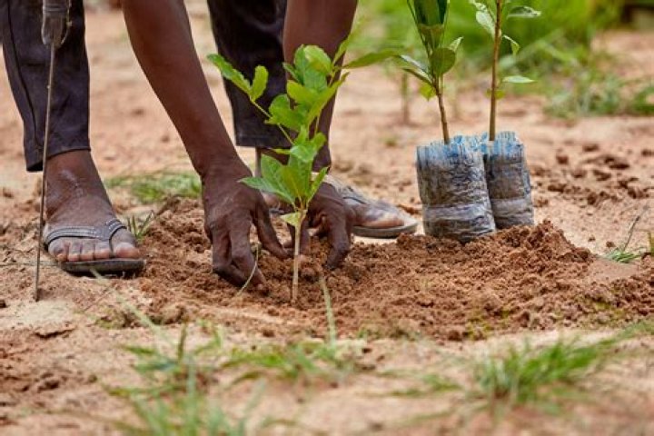 How many trees are being planted in 2020?