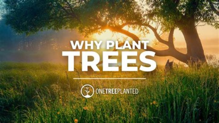 How many trees did Mr Beast planted so far?