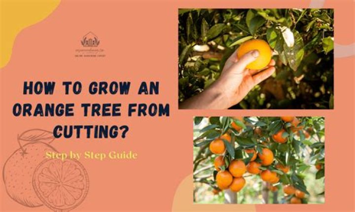 How many years before an orange tree produces fruit?