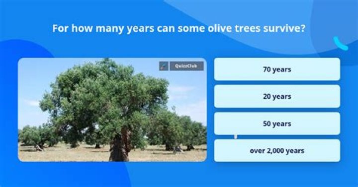 How many years can some olive trees survive?