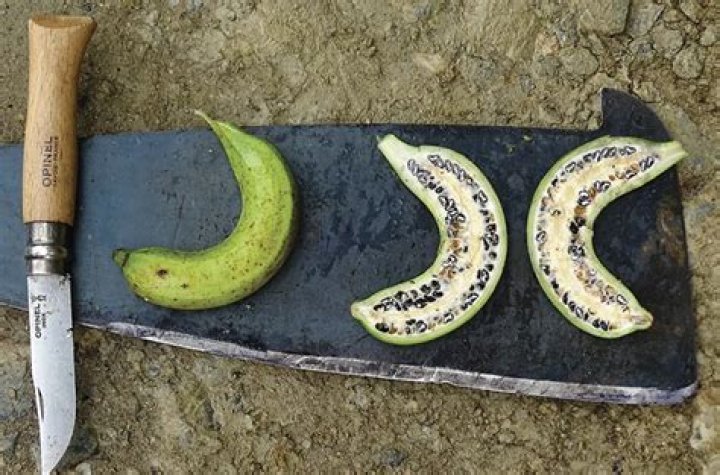 How many years did banana tree live?