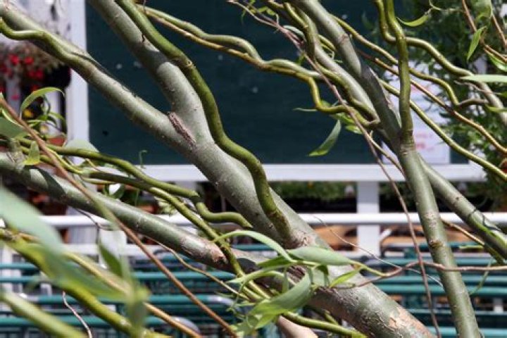 How many years does a corkscrew willow live?