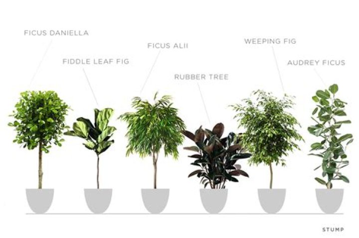 How many years does a ficus tree live?