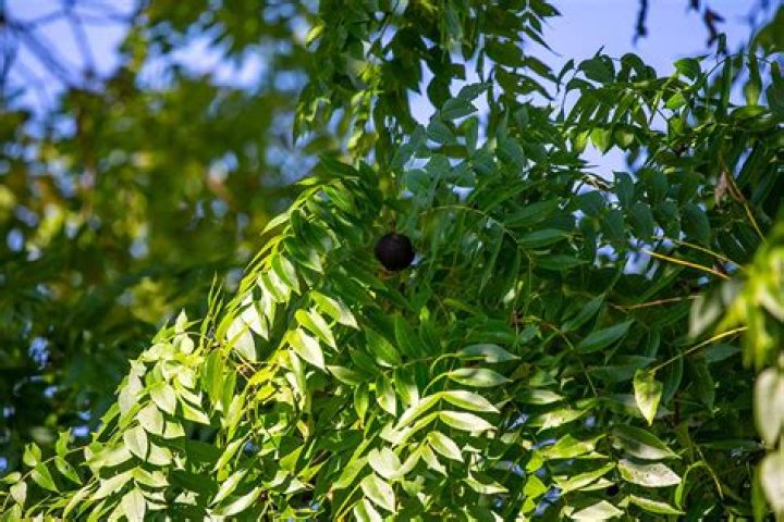 How much can I sell my black walnut tree for?