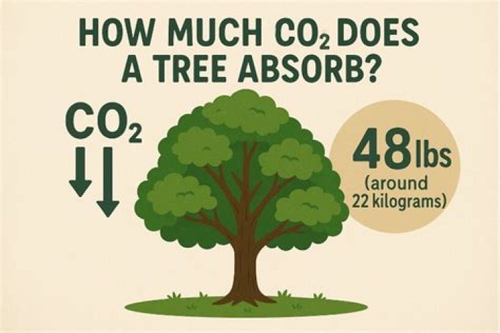How much CO2 does 1 acre of grass absorb?