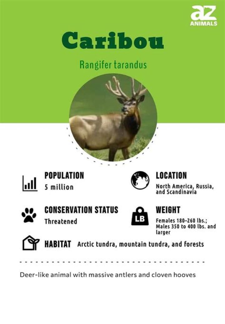 How much do caribous eat?