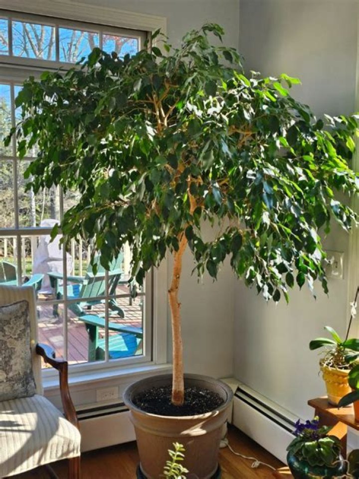 How much do ficus grow per year?