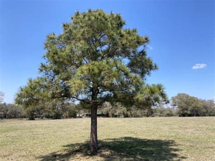 How much do loblolly pine trees cost?