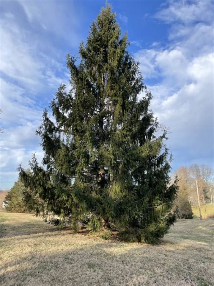 How much do Norway Spruce trees cost?