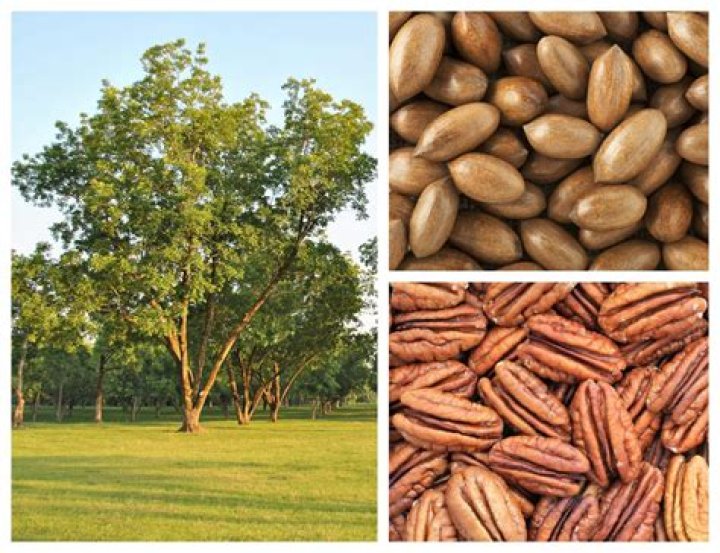 How much do pecan trees cost?