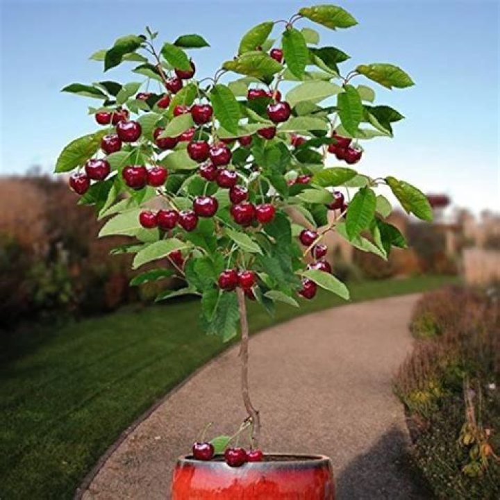 How much does a dwarf cherry tree produce?