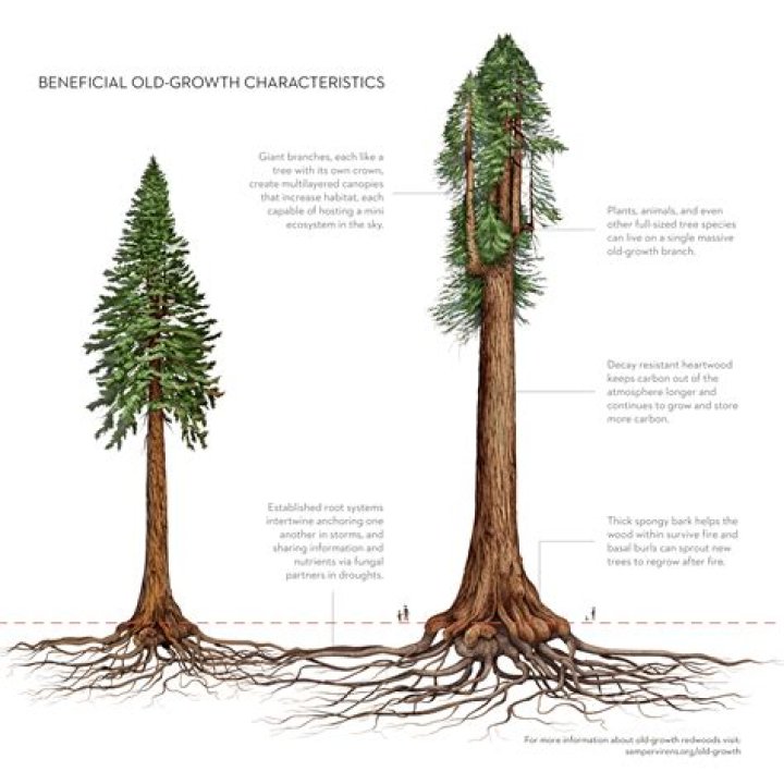 How much does a mature redwood tree cost?