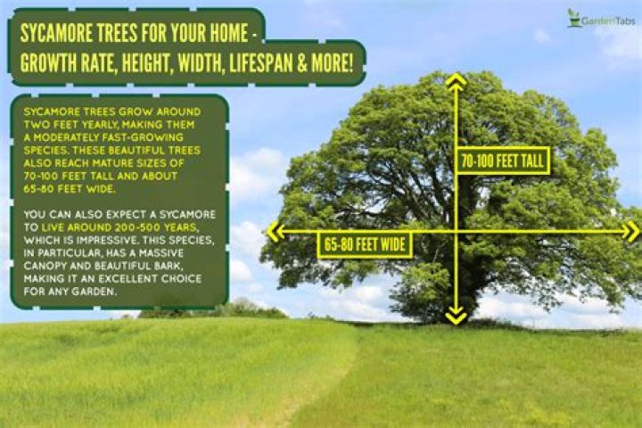 How much does a mature sycamore tree cost?