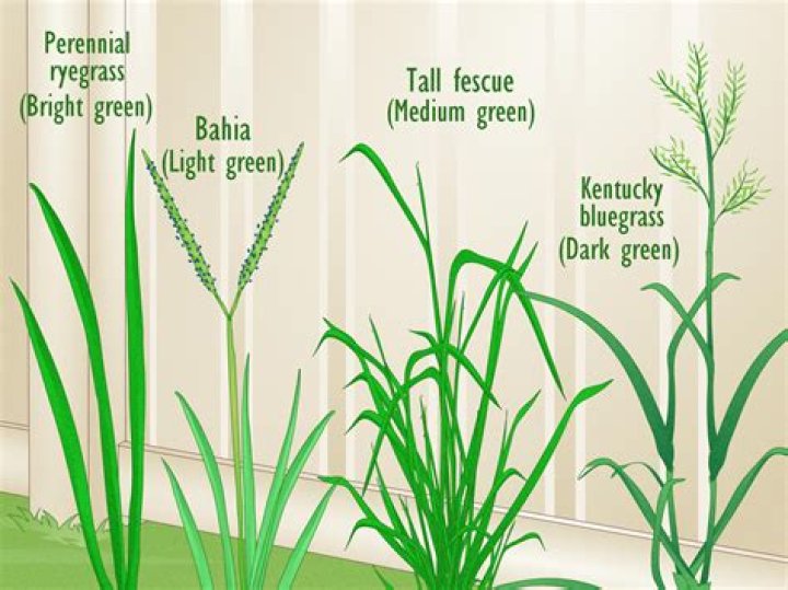 How much does fescue and Sons yard care make?