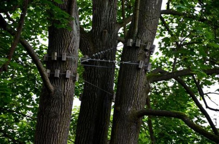 How much does it cost to cable a tree?