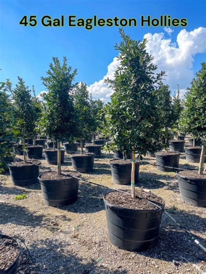 How much does it cost to grow a 45 gallon tree?