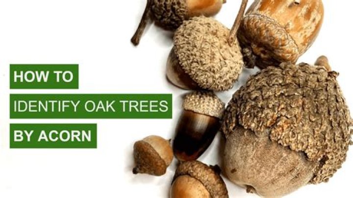 How much does it cost to remove an oak tree in California?