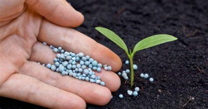 How much fertilizer do you need per plant?