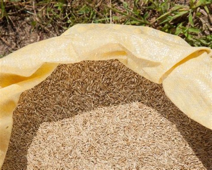 How much grass seed do I need for 1000 square feet?