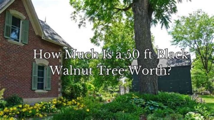 How much is a 20 foot walnut tree worth?