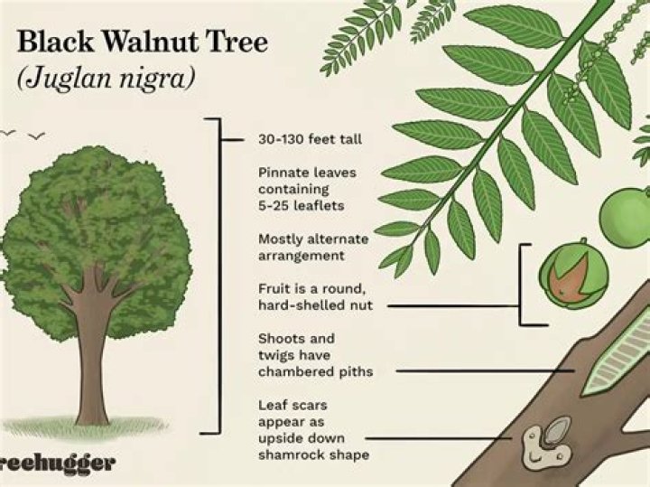 How much is a 40 year old black walnut tree worth?