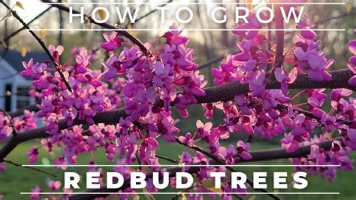 How much is a eastern redbud tree?
