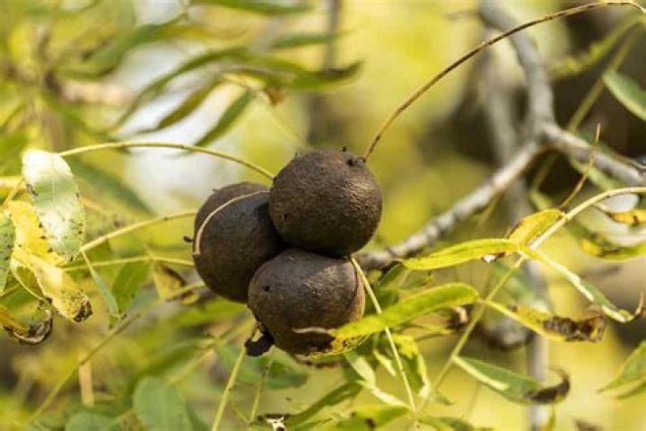 How much is a full grown black walnut tree worth?