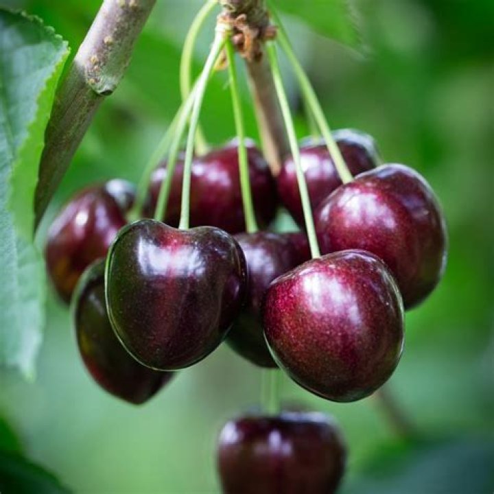 How much is a large black cherry tree worth?