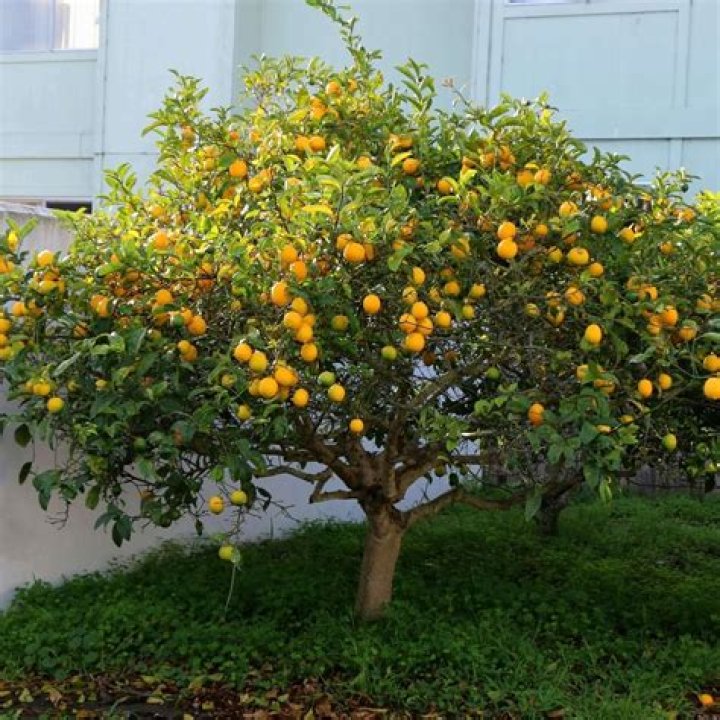 How much is a lemon tree worth?