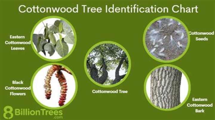 How much is a mature cottonwood tree worth?
