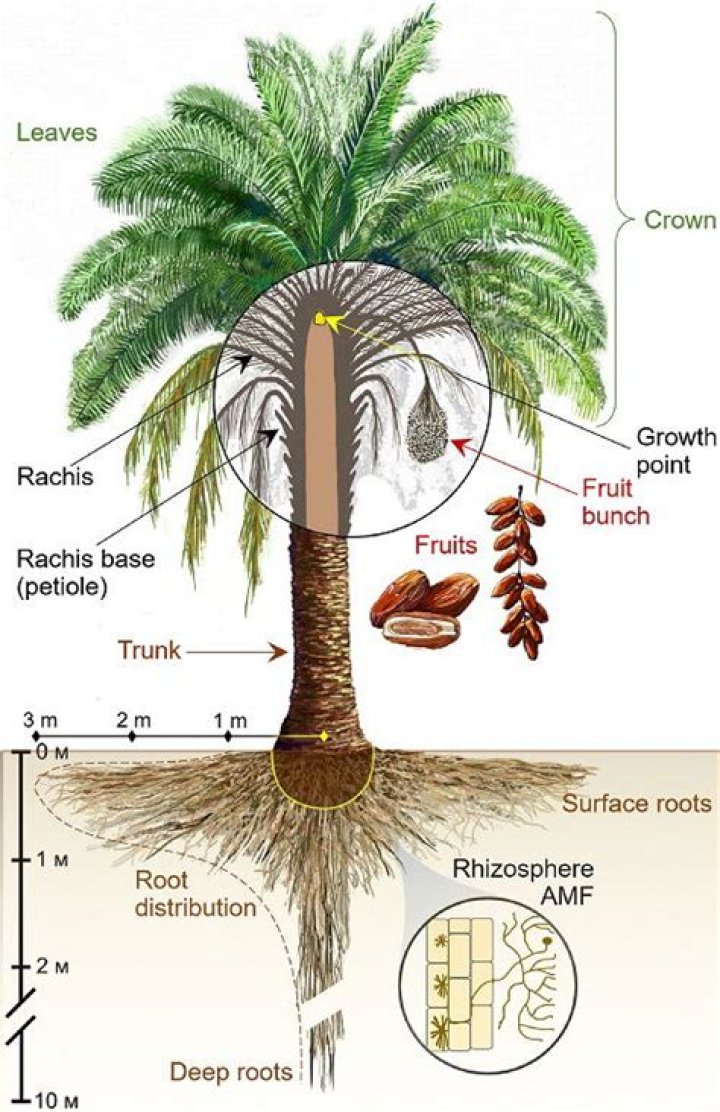 How much is a mature palm tree worth?