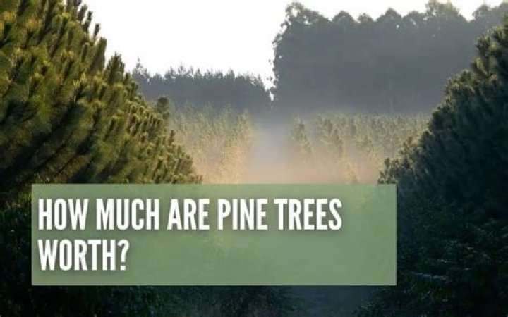 How much is a pine tree worth?