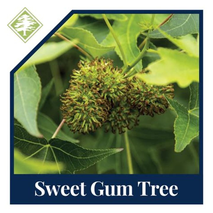 How much is a sweet gum tree worth?