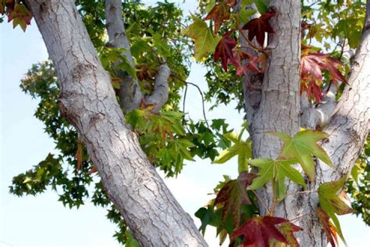 How much is a sweetgum tree worth?