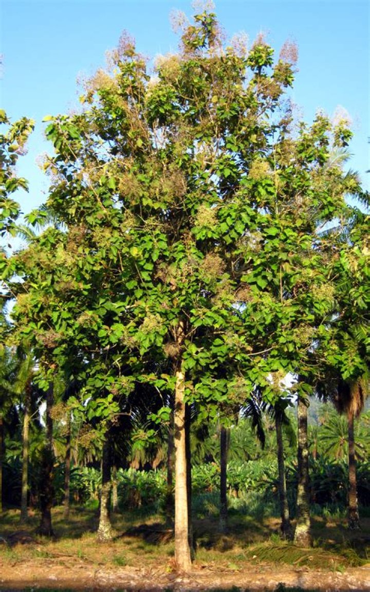 How much is a teak tree worth?