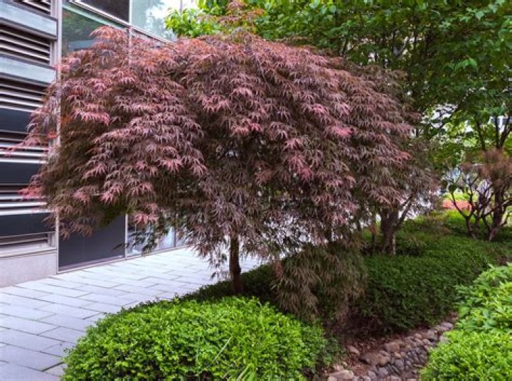 How much is a weeping Japanese maple worth?