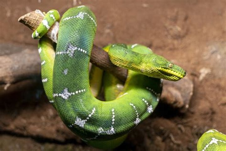 How much is an Emerald Tree Boa?