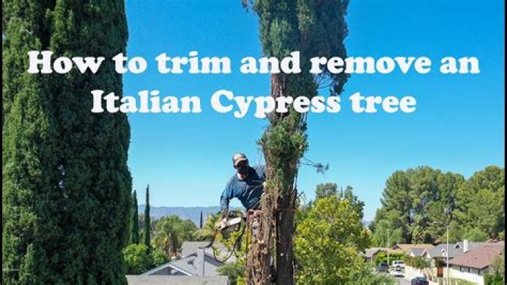 How much is an Italian cypress tree?