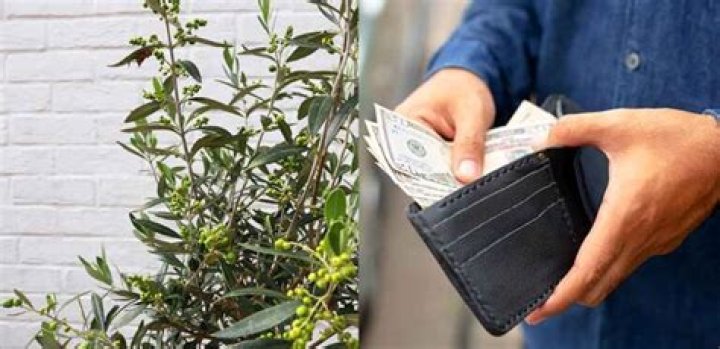 How much is an olive tree worth?