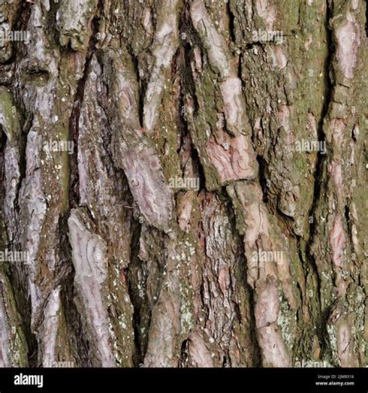 How much is elm tree bark worth?