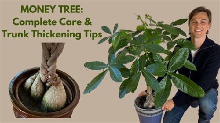 How much of a tree can be topped?