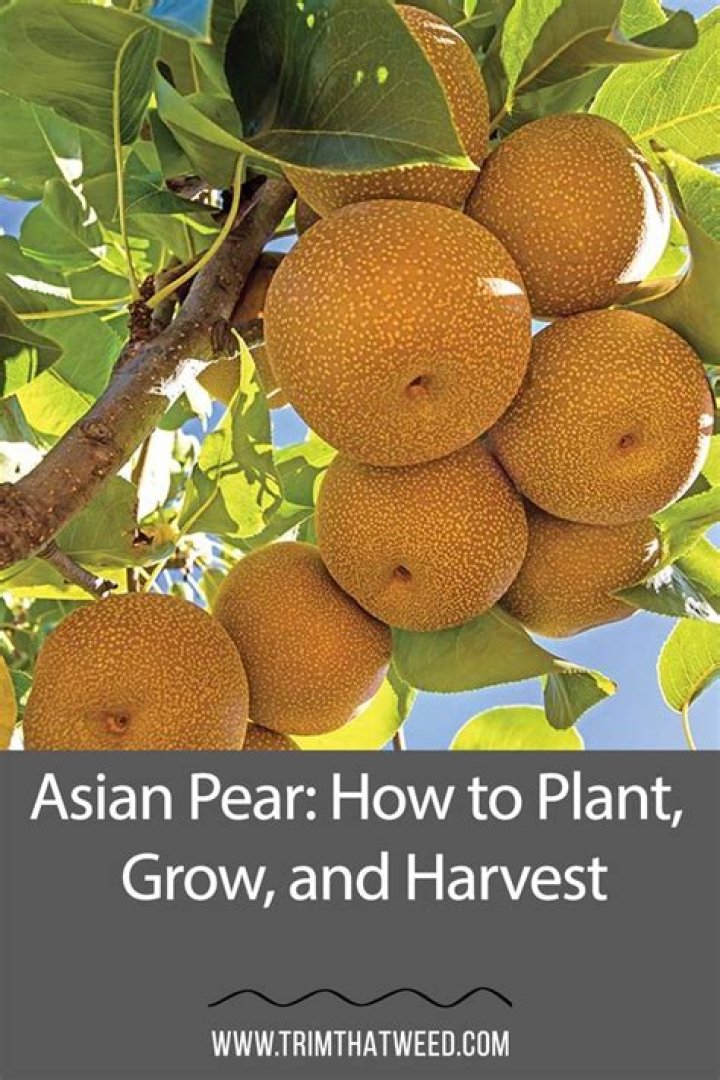 How much room does an Asian pear tree need?
